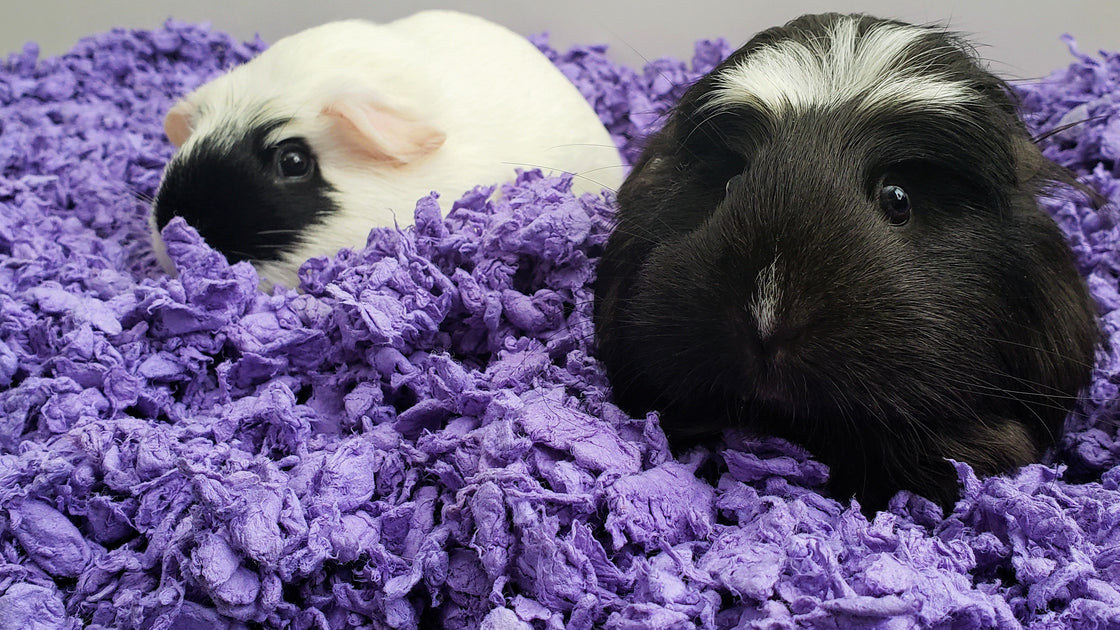 Guinea pig treatment best sale