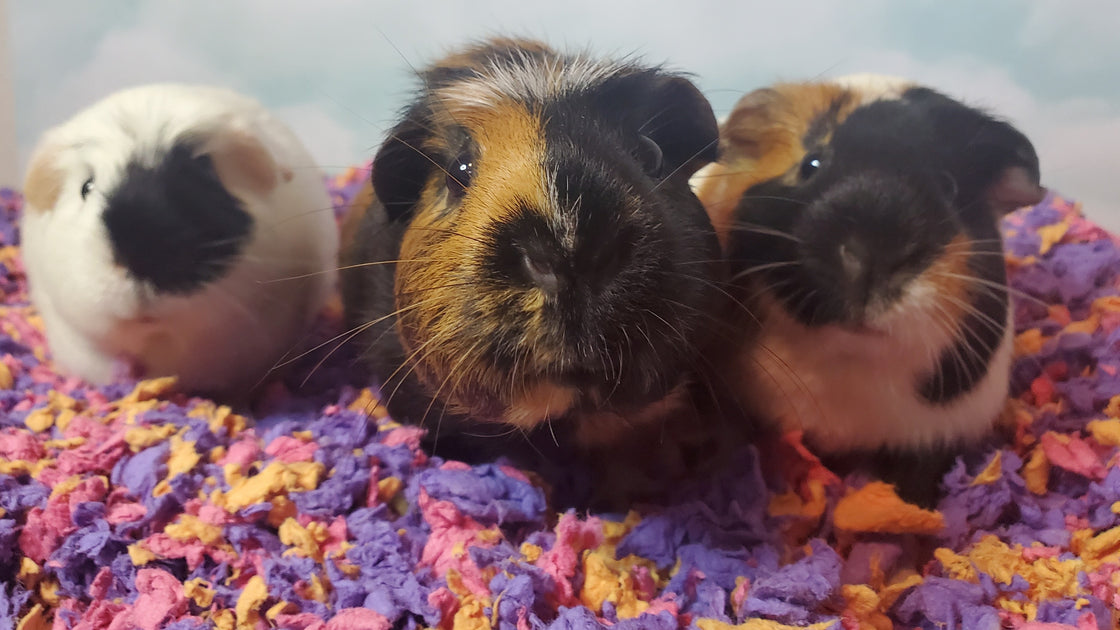 Best Tips for Adopting a Pet Guinea Pig