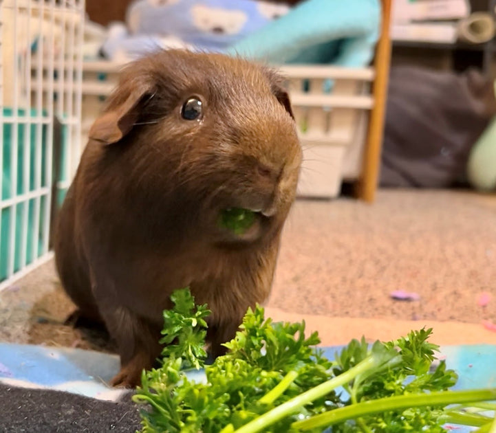 How many times should a guinea pig eat hotsell