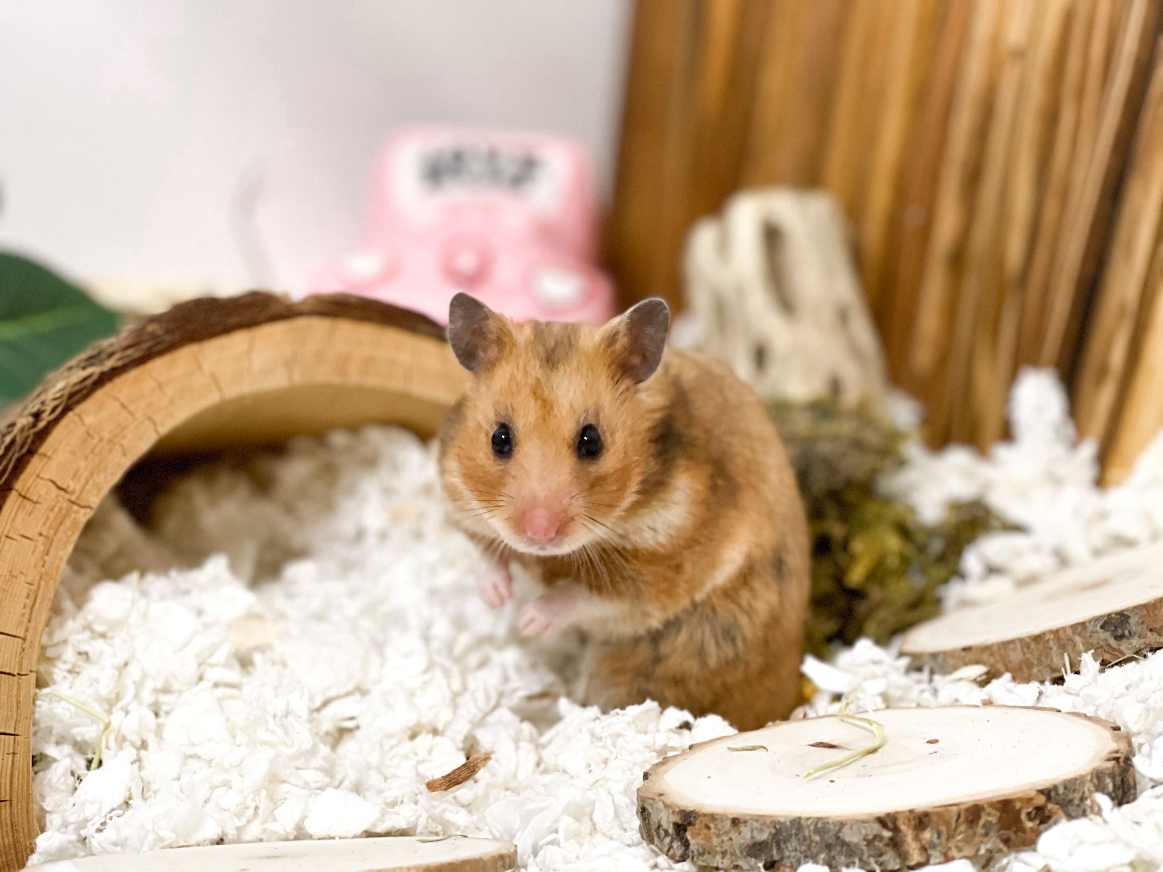 Here's How To Get Your Hamster To Live A Long Time