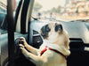 Traveling With Your Pet: How to Make Your Car Pet-Friendly