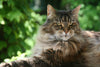 Maine Coon Size Guide: What to Expect from This Majestic Breed