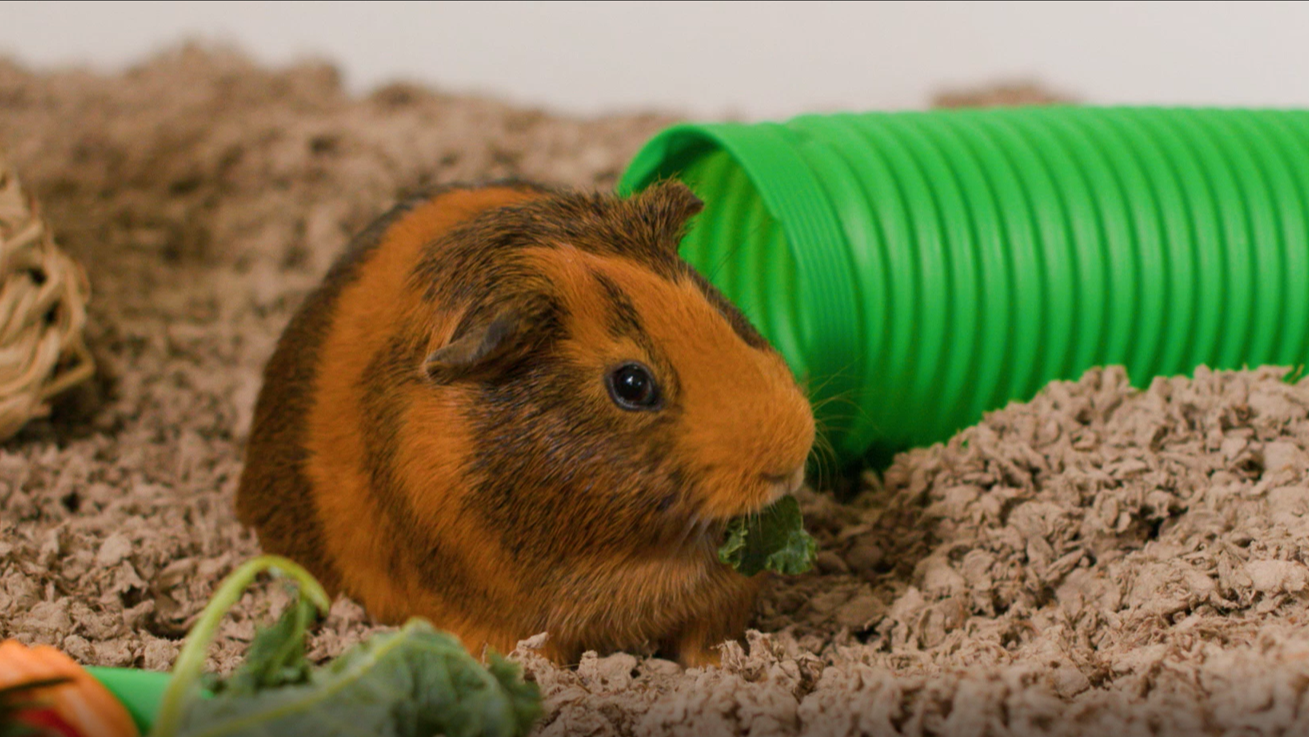 Guinea Pig Or Hamster? Which Is Right For You? Learn The 7 Key Differences