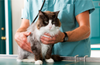 Complications That Can Arise From Delayed Pet Visits