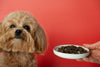 Homemade vs. Store-Bought Dog Food: Pros & Cons