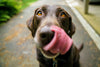 Adopting a Rescue Dog: Essential Nutritional Tips for a Healthy Start